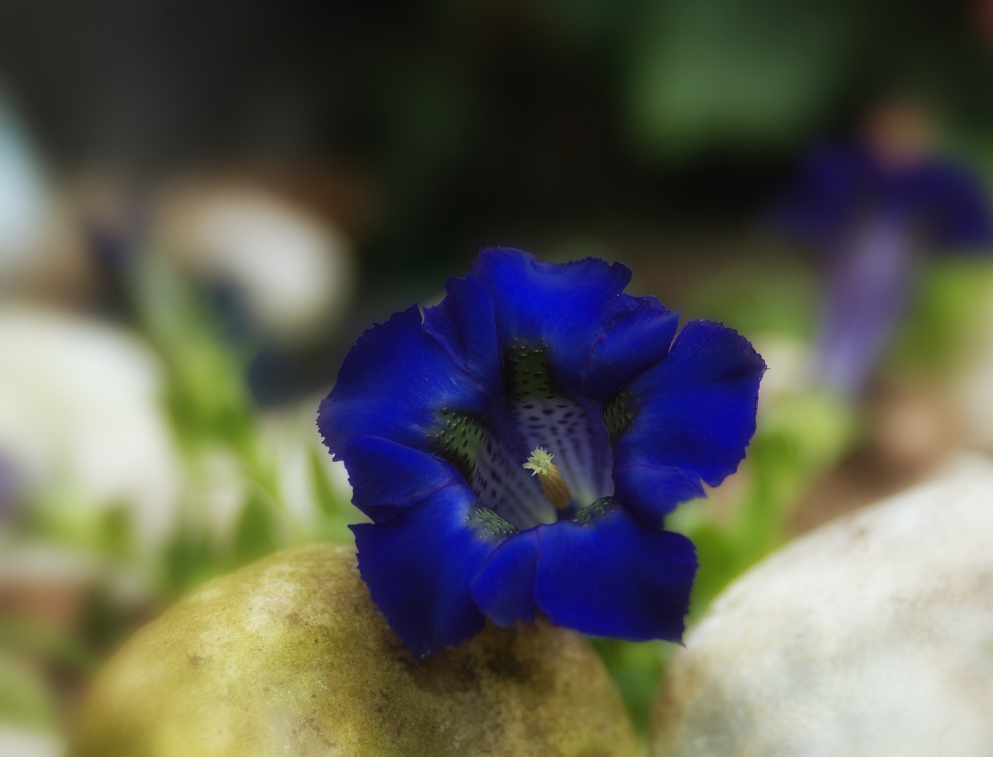 gentian