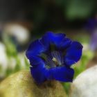 gentian