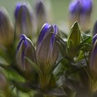 Gentiana