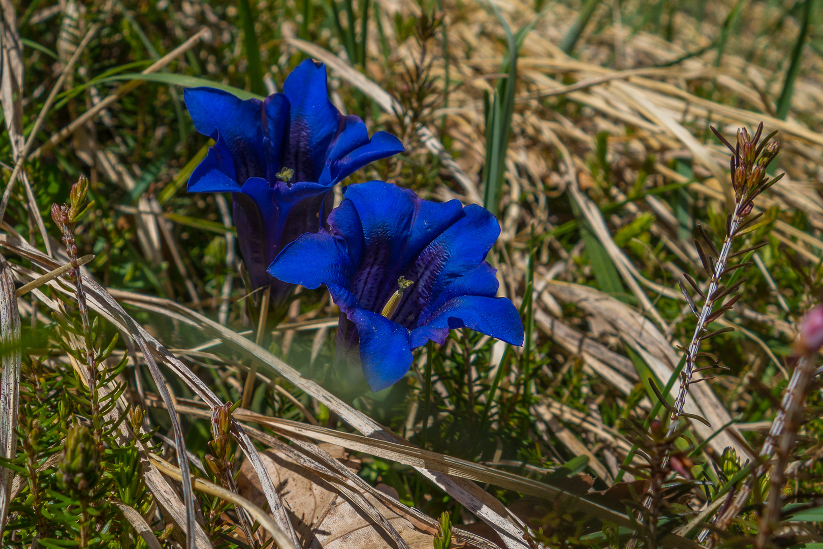 Gentiana