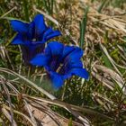 Gentiana