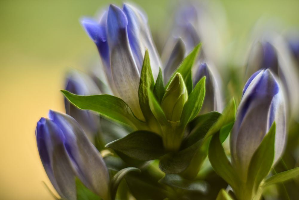 Gentiana