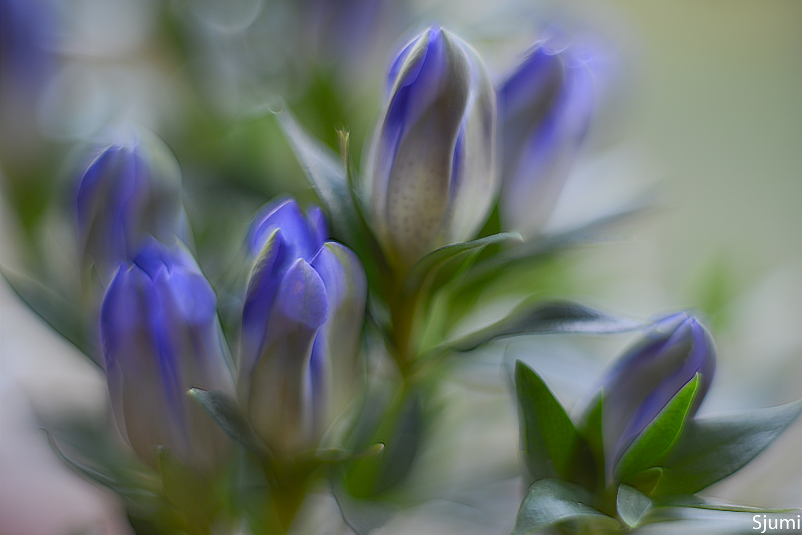 Gentiana