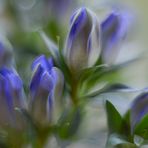 Gentiana