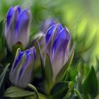 Gentiana