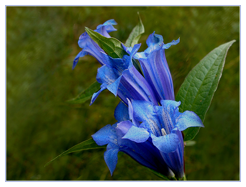 Gentiana