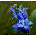 Gentiana