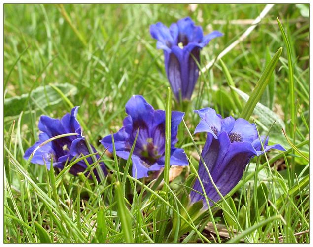 gentiana abiectus - Einzian