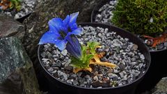 Gentiana acauils , Kochscher Enzian blüht erneut am 23.Oktober...