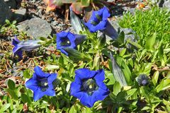 Gentiana acaulia