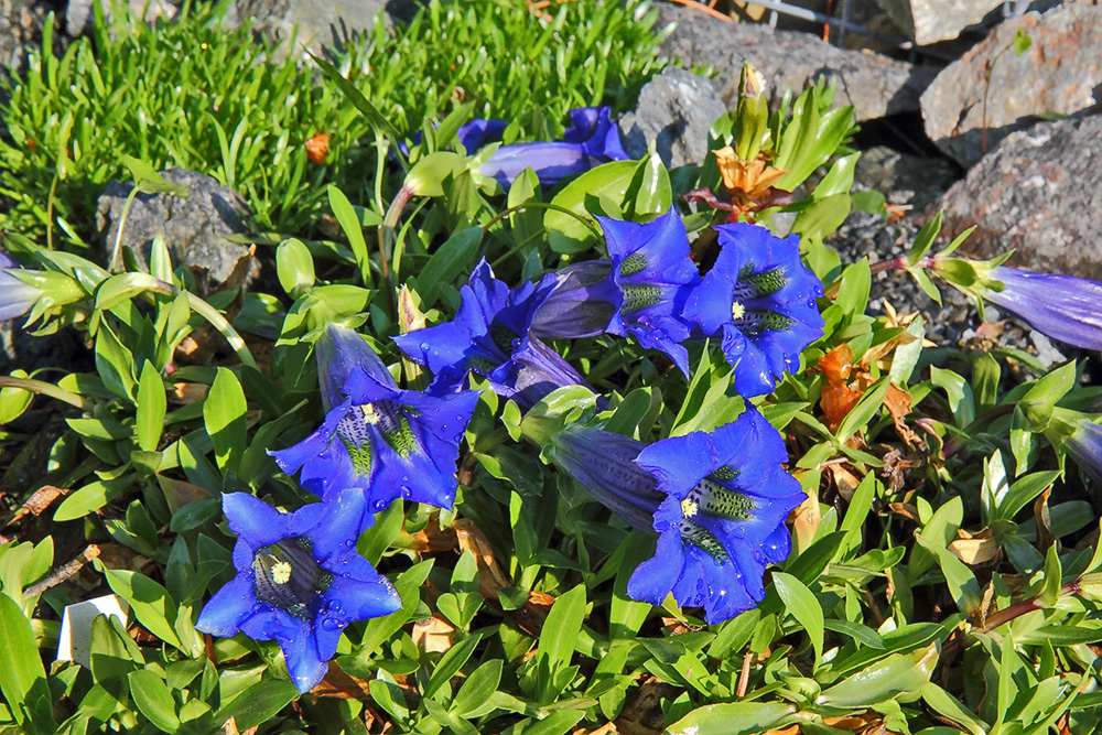 Gentiana acaulis