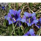 Gentiana acaulis