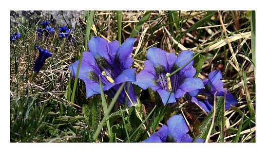 Gentiana acaulis