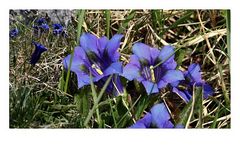 Gentiana acaulis