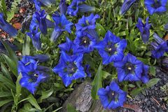 Gentiana acaulis