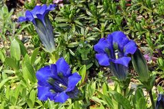 Gentiana acaulis