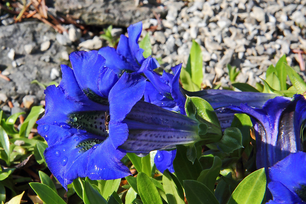 Gentiana acaulis