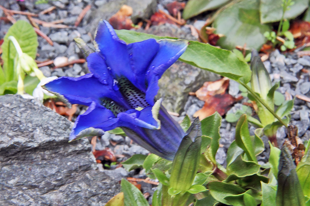 Gentiana acaulis