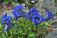 Gentiana acaulis