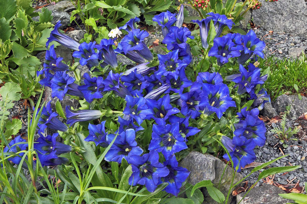 Gentiana acaulis