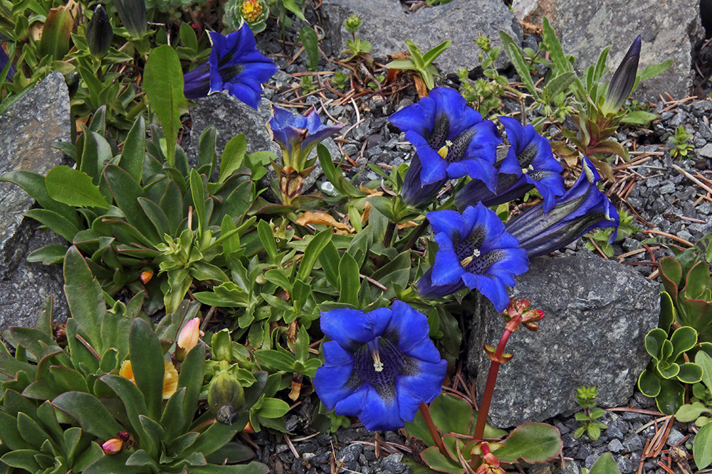 Gentiana acaulis auf Urgestein stehend...