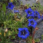 Gentiana acaulis auf Urgestein stehend...