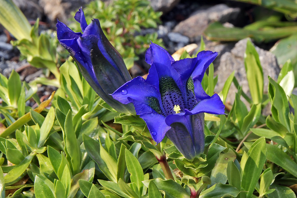 Gentiana acaulis