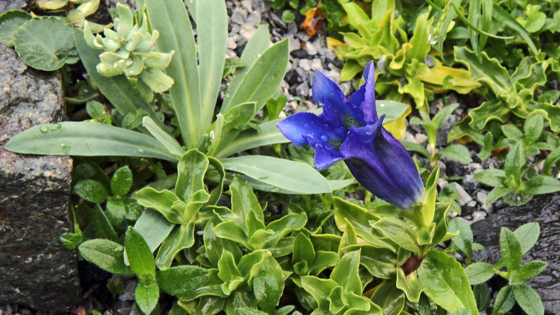 Gentiana acaulis blüht ein zweites mal nach dem Frühling im September...