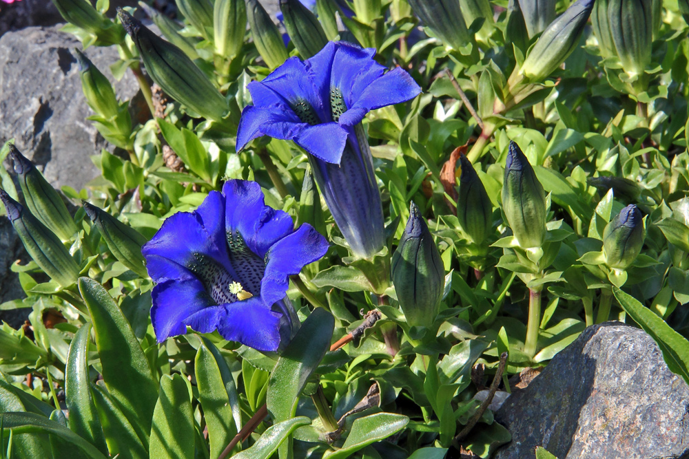 Gentiana acaulis