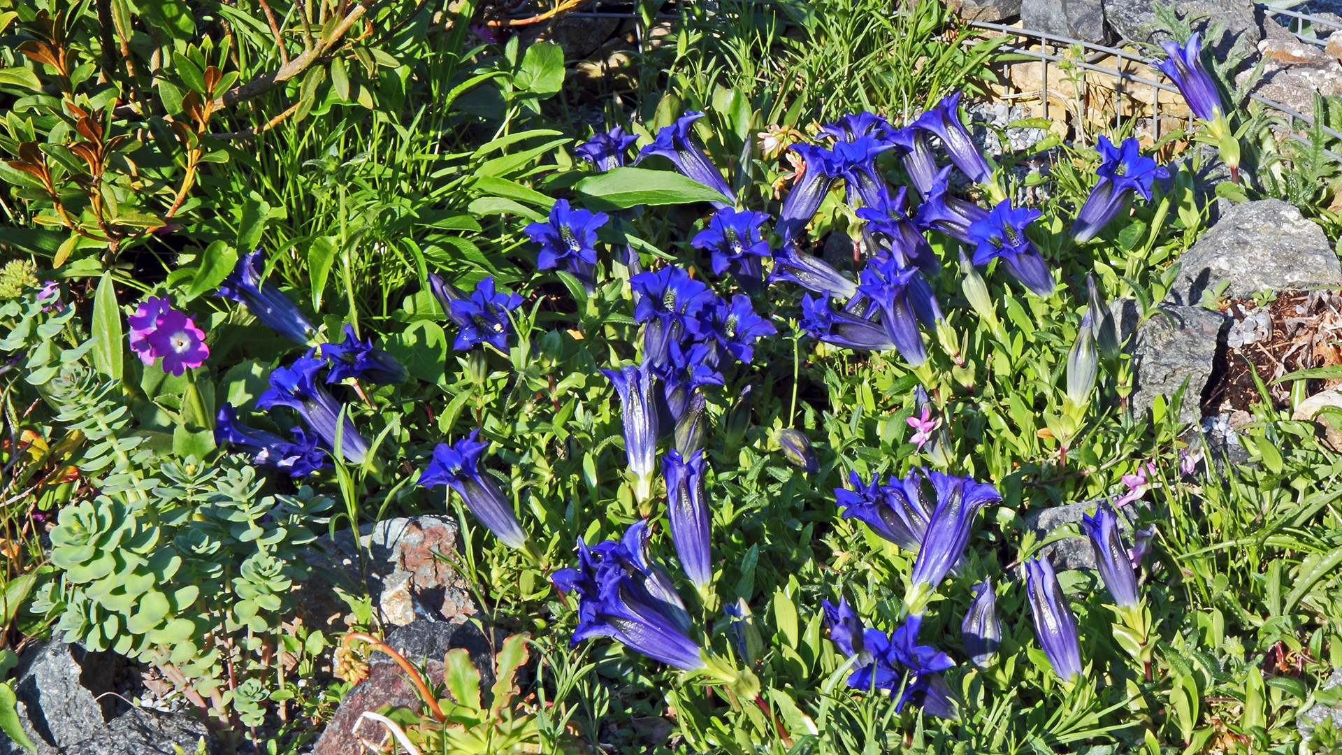 Gentiana acaulis- der Kochsche Enzian aus den Westalpen...