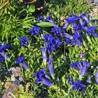 Gentiana acaulis- der Kochsche Enzian aus den Westalpen...