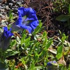 Gentiana acaulis, der "sauer" stehende Kochsche Enzian...