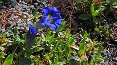 Gentiana acaulis, der "sauer" stehende Kochsche Enzian...