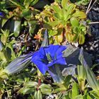 Gentiana acaulis freut sich und "weint"...weil ich noch Wasser habe...