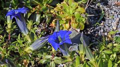 Gentiana acaulis freut sich und "weint"...weil ich noch Wasser habe...