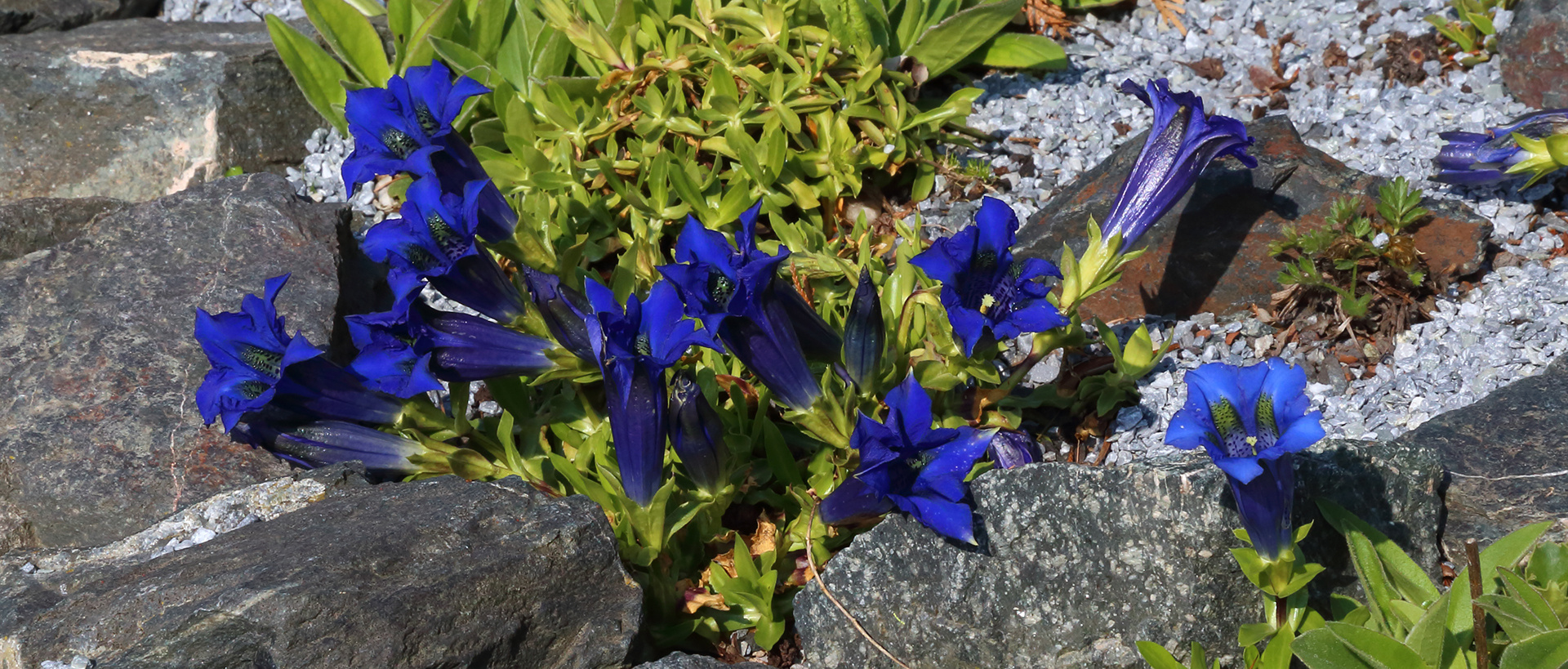 Gentiana acaulis in einer weitern Aufnahme und der Enzian strahlt immer noch so !