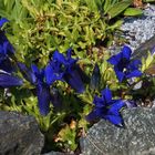 Gentiana acaulis in einer weitern Aufnahme und der Enzian strahlt immer noch so !