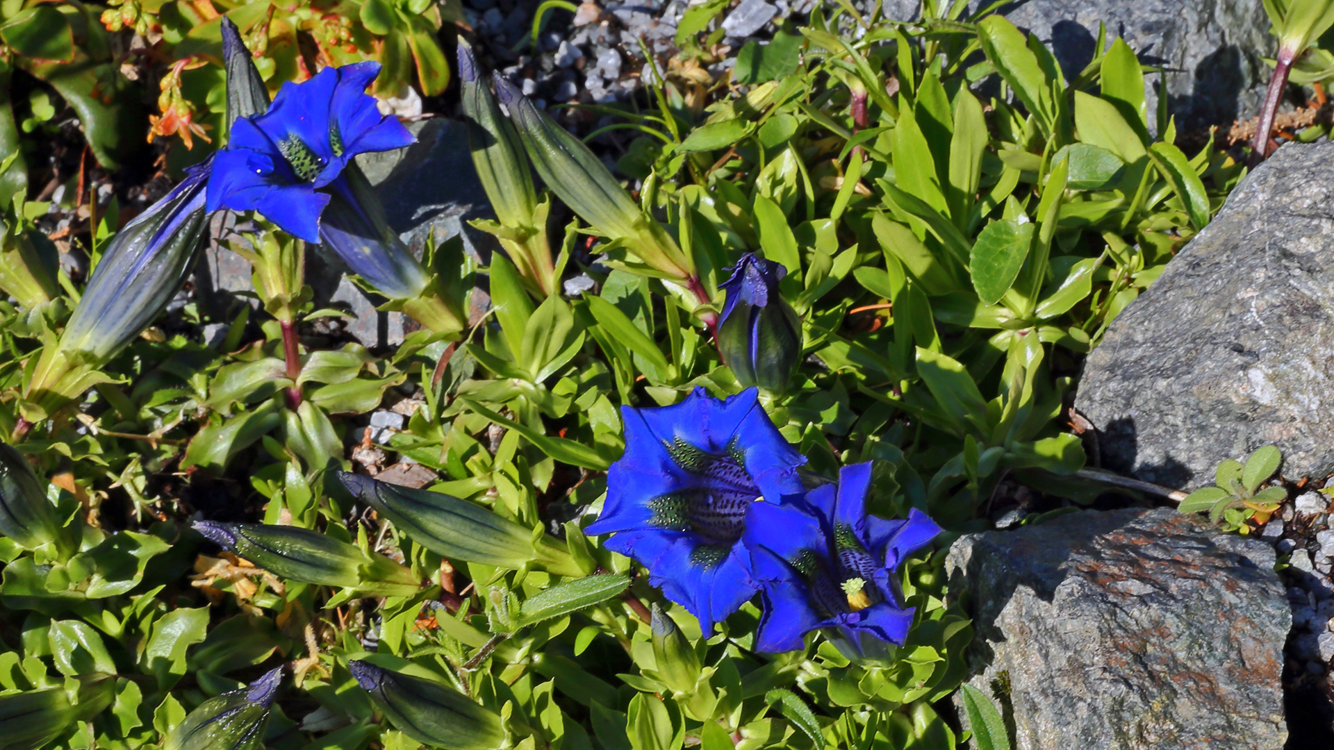 Gentiana acaulis ist morgens noch eine geschlossenen Gesellschaft...