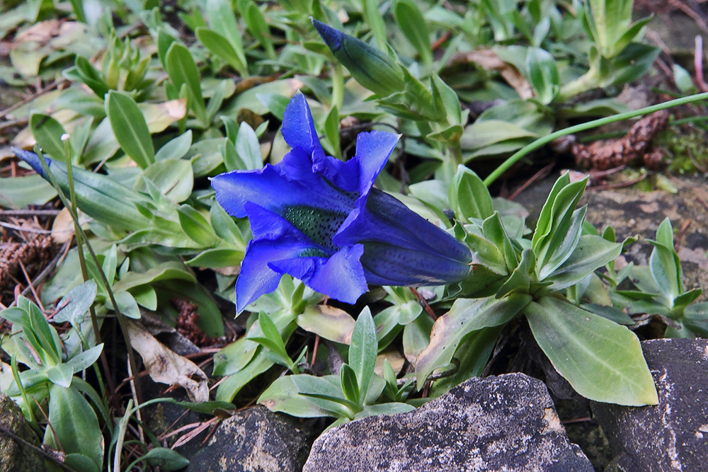 Gentiana acaulis-Kochscher Enzian