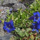 Gentiana acaulis - Kochscher Enzian