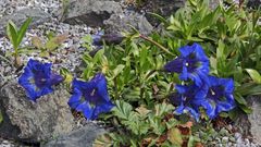 Gentiana acaulis - Kochscher Enzian