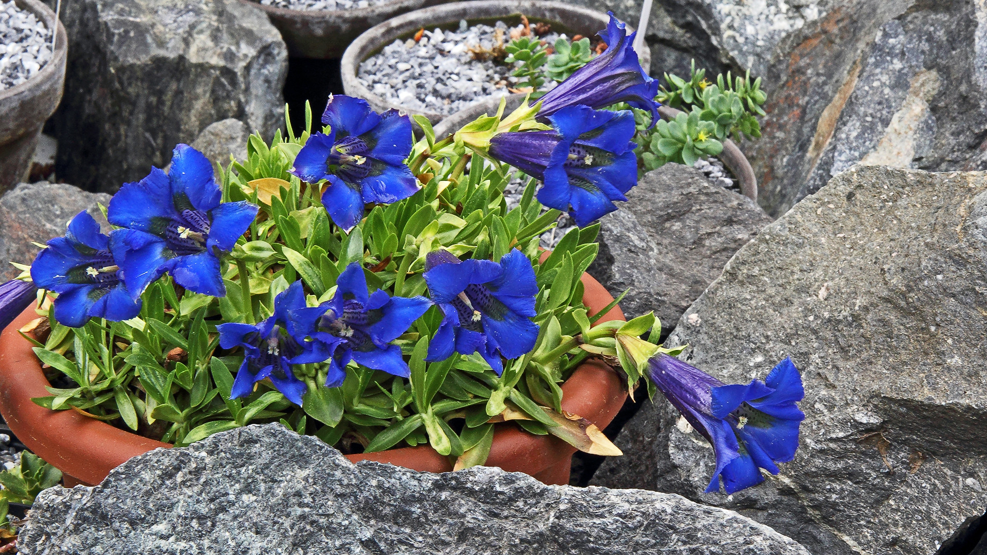 Gentiana acaulis-Kochscher Enzian der auf sauerem Sobstrat gedeiht...