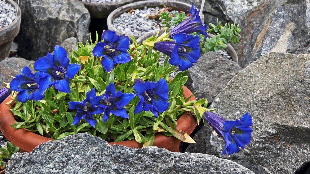 Gentiana acaulisKochscher Enzian der auf sauerem Sobstrat gedeiht