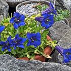 Gentiana acaulis-Kochscher Enzian der auf sauerem Sobstrat gedeiht...