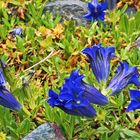 Gentiana acaulis, Kochscher Enzian der "sauer" stehen muss...