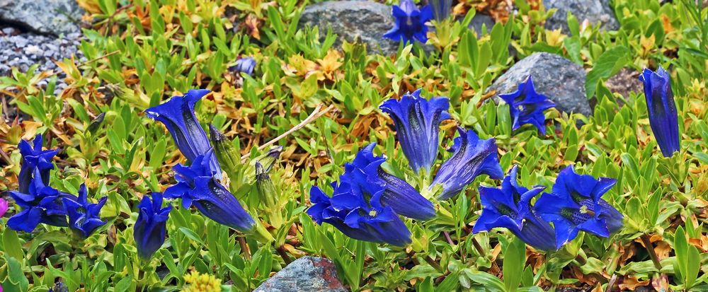 Gentiana acaulis, Kochscher Enzian der "sauer" stehen muss...