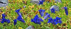 Gentiana acaulis, Kochscher Enzian der "sauer" stehen muss...