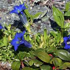 Gentiana acaulis - Kochscher Enzian und Blätter vom Purpurenzian