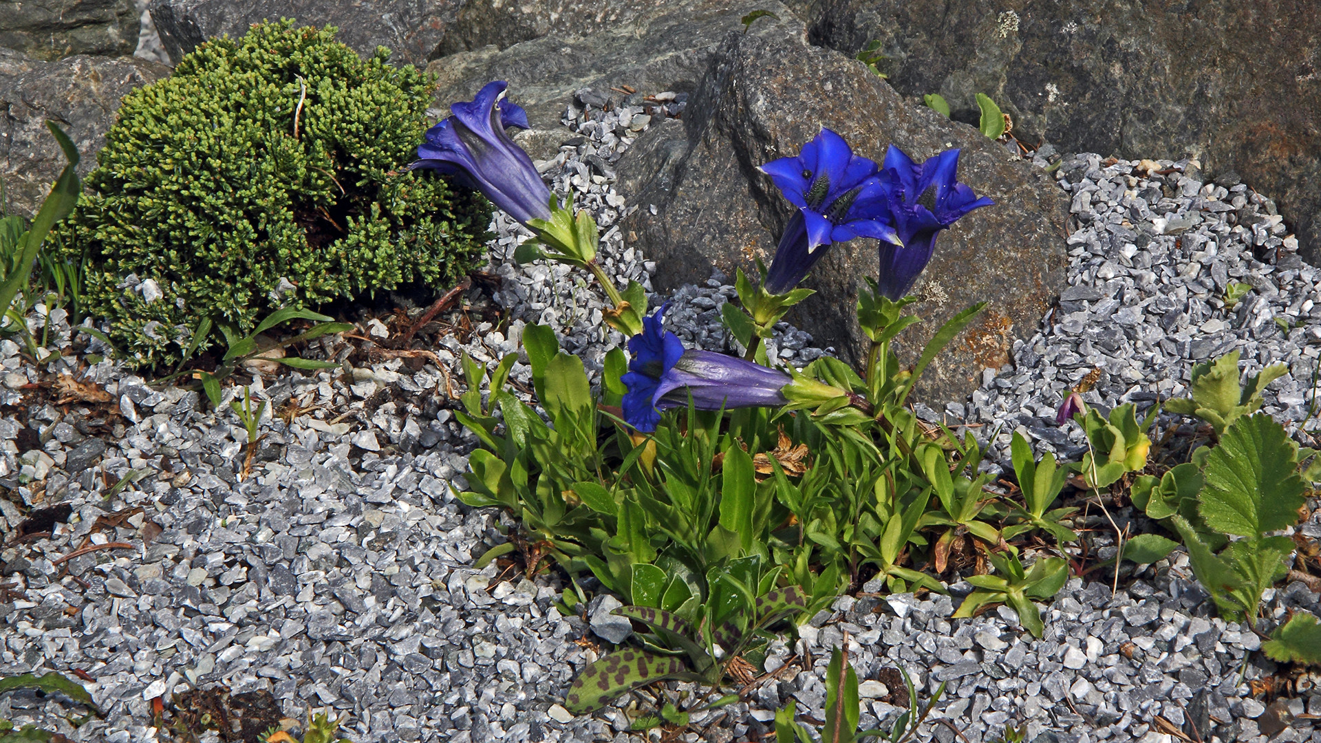 Gentiana acaulis ( Kochscher Enzian) und ein Geschenk der Natur...