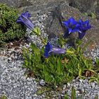 Gentiana acaulis ( Kochscher Enzian) und ein Geschenk der Natur...